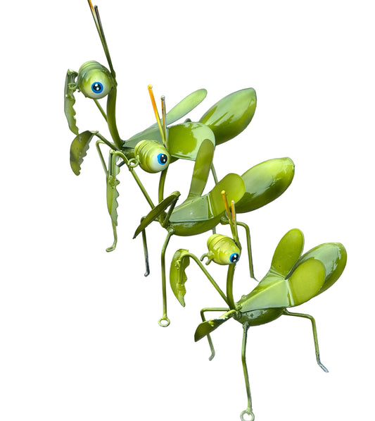 Praying Mantis